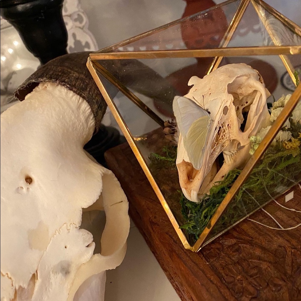 🐇 🦋 ☠️ in Glass Terrarium